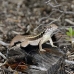lizzard_anole_lwc_provo_v_0024_tci0024.jpg